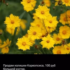 Продам излишки своих садовых растений, цены под фото.