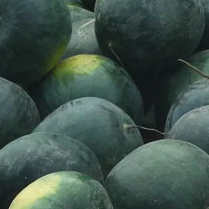Продаются арбузы Ред стар (чёрные) и Топ-Ган (полосатые)