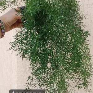 Продам комнатные растения.