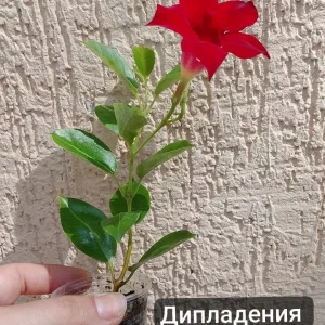 Продам комнатные растения.