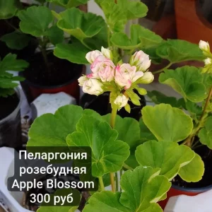 Продам комнатные растения.