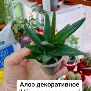 Продам комнатные растения.