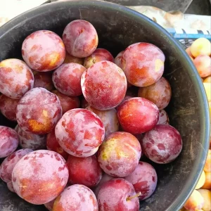 Продам сливу. Самая крупная сладкая, сочная цена 200 руб кг, жёлтая сладкая, подходит на соусы, компоты и так…