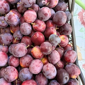 Продам сливу. Самая крупная сладкая, сочная цена 200 руб кг, жёлтая сладкая, подходит на соусы, компоты и так…