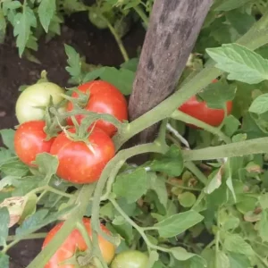 Продам салатный розовый и сладкий, а так же купорочный красный помидор. Цена 1 кг. 150 рублей. Макеевка, район…