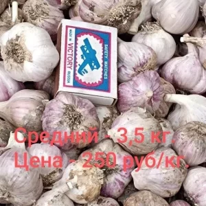 Продам чеснок.