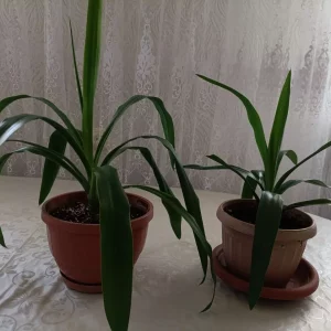 Юкка комнатная — одна из выносливых комнатных растений, жёсткие листья юкки не только украшают интерьер,но и о…