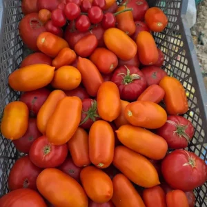 Продам домашние помидоры 🍅