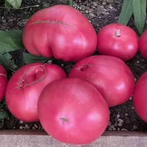 Продам домашние помидоры 🍅