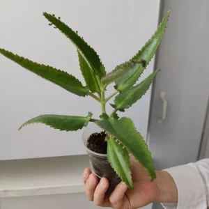 Продам лечебные цветы: