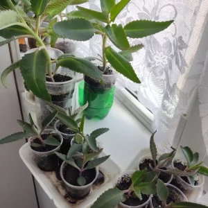 Продам лечебные цветы: