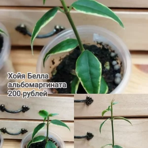 Продам излишки от своих комнатных растений. САМОВЫВОЗ. Донецк, Ленинский район, пересечение  улиц Одесская и М…