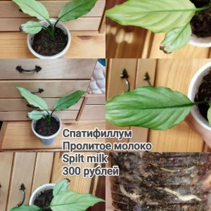 Продам излишки от своих комнатных растений. САМОВЫВОЗ. Донецк, Ленинский район, пересечение  улиц Одесская и М…