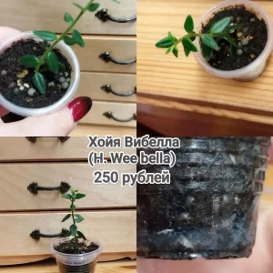Продам излишки от своих комнатных растений. САМОВЫВОЗ. Донецк, Ленинский район, пересечение  улиц Одесская и М…