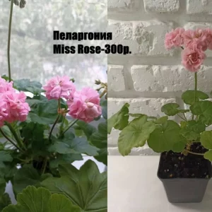 Продаю свои домашние растения. Названия и цены на фото. Все вопросы по тел.:+7(949)525-40-42