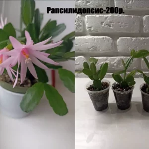 Продаю свои домашние растения. Названия и цены на фото. Все вопросы по тел.:+7(949)525-40-42