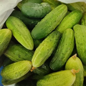 Продам огурцы очень сладкие, отлично подходят для засолки в кол-ве 5 кг, цена 150 руб/кг.