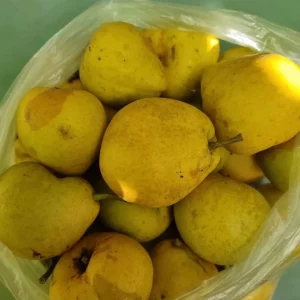Продам огурцы очень сладкие, отлично подходят для засолки в кол-ве 5 кг, цена 150 руб/кг.