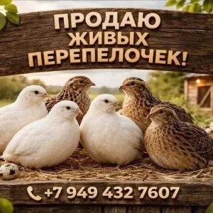 Предлагаю живых перепелов от домашнего хозяйства, активные, бодрые.