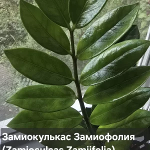 Здравствуйте