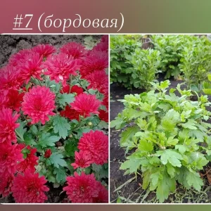 Продам кустики корейской хризантемы и мультифлоры, 250 — 400 руб/шт.