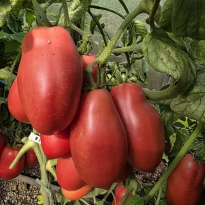 🍅 Сегодня большой сбор томатов!