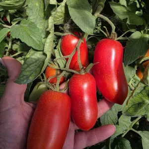 🍅 Сегодня большой сбор томатов!