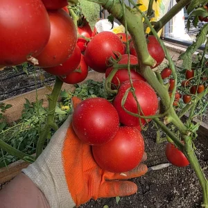 🍅 Сегодня большой сбор томатов!