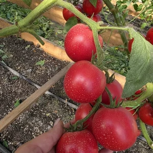 🍅 Сегодня большой сбор томатов!