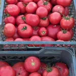 🍅 Сегодня большой сбор томатов!