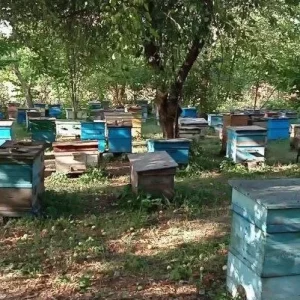 Продаю настоящий мëд.  Разнотравье+донник 2026 год, 1000 рублей литр. Подсолнечный- 600 рублей литр.Любые пров…