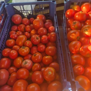 Продам томаты идеальные для консервации 150 руб кг. Буденновский рон. 949 3681032