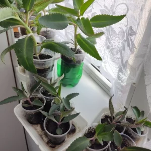 Продам свои лечебные цветы: