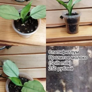Продам излишки от своих комнатных растений. САМОВЫВОЗ. Донецк, Ленинский район, пересечение  улиц Одесская и М…