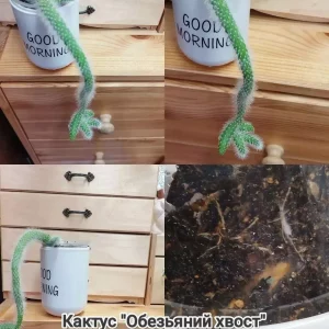 Продам излишки от своих комнатных растений. САМОВЫВОЗ. Донецк, Ленинский район, пересечение  улиц Одесская и М…