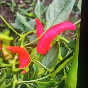 Продам🌶 острый Бараний Рог 400₽ кг количество 2-3 кг, Донецк Куйбышевский р-н, +79493242114