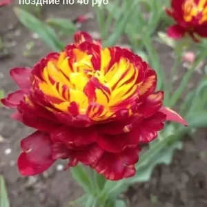Продам излишки луковиц гиацинтов белый, розовый синий и светло-сиреневый, а так же луковицы тюльпанов цена ука…