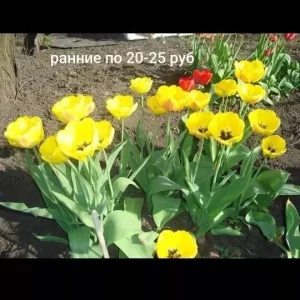 Продам излишки луковиц гиацинтов белый, розовый синий и светло-сиреневый, а так же луковицы тюльпанов цена ука…