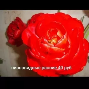 Продам излишки луковиц гиацинтов белый, розовый синий и светло-сиреневый, а так же луковицы тюльпанов цена ука…